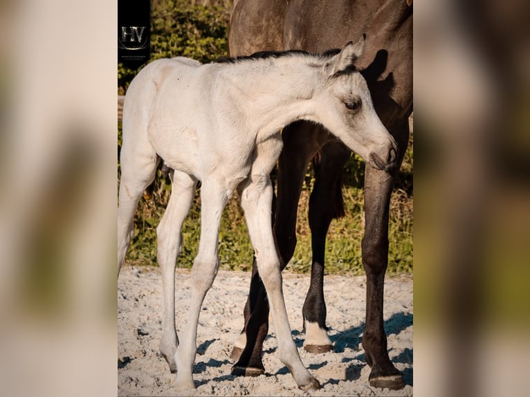 KWPN Étalon Poulain (01/2026) Buckskin in Grury