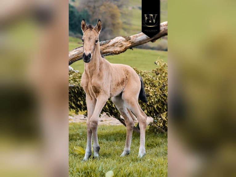 KWPN Étalon Poulain (01/2026) Buckskin in Grury