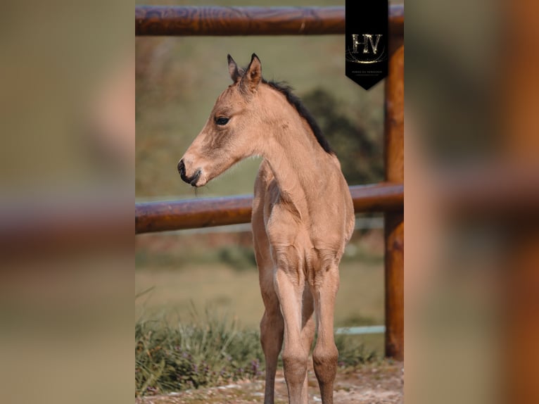 KWPN Étalon Poulain (01/2026) Buckskin in Grury