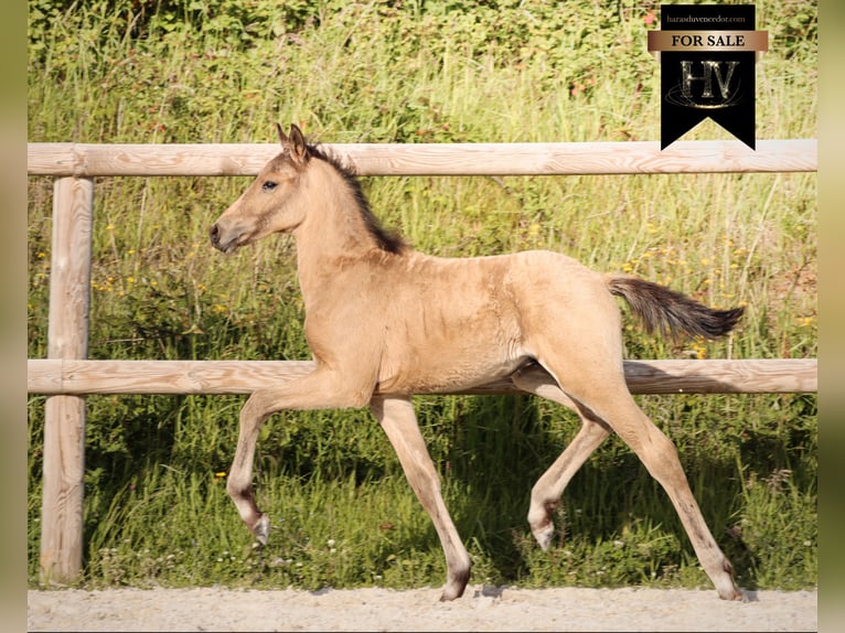 KWPN Étalon Poulain (01/2026) Buckskin in Grury