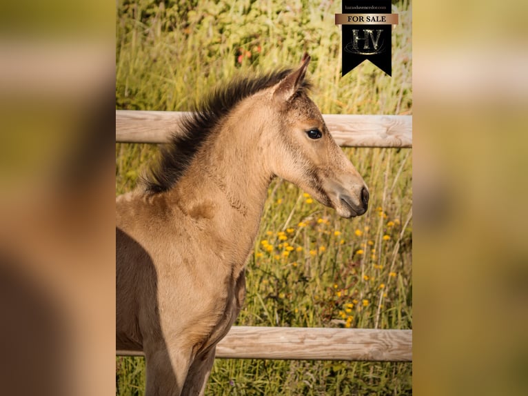 KWPN Étalon Poulain (01/2026) Buckskin in Grury