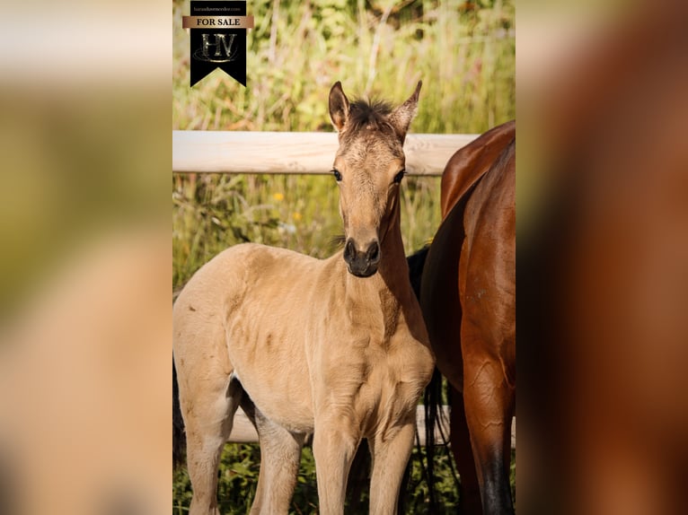 KWPN Étalon Poulain (01/2026) Buckskin in Grury