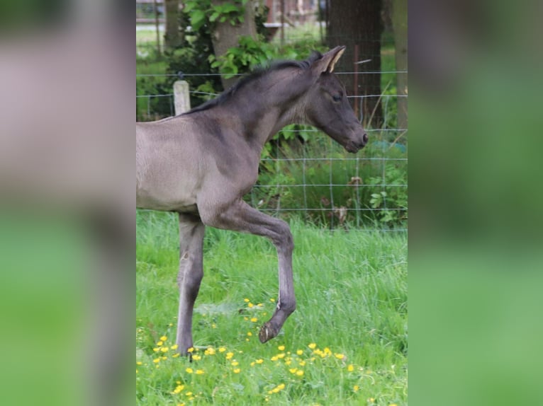 KWPN Étalon  in DESTELBERGEN
