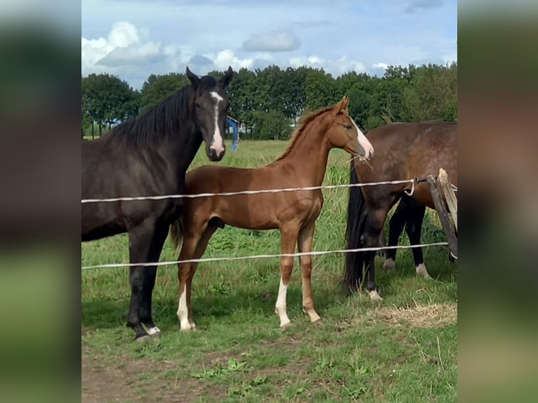 KWPN Étalon  in Leerdam