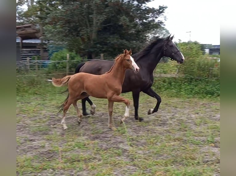 KWPN Étalon  in Leerdam