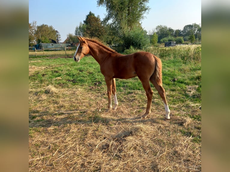 KWPN Étalon  in Leerdam