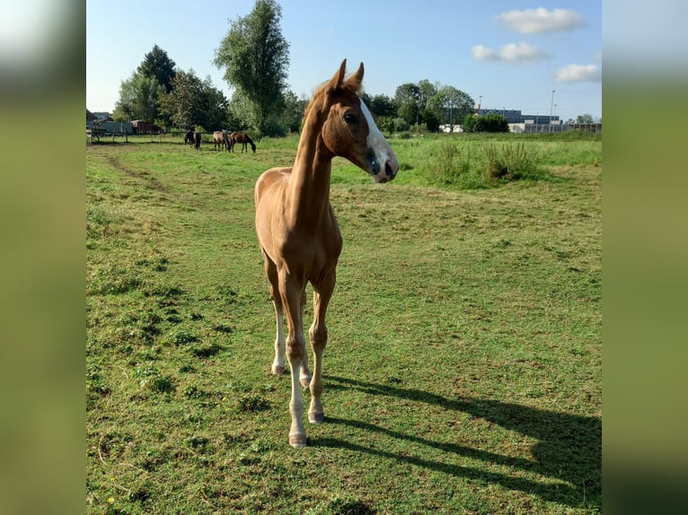 KWPN Étalon  in Leerdam