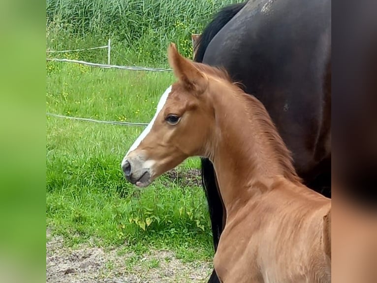 KWPN Étalon  in Leerdam