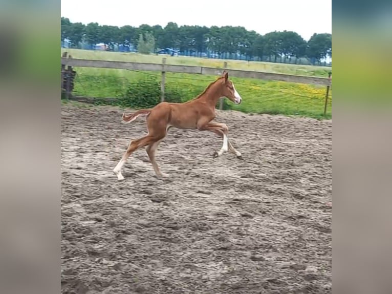 KWPN Étalon  in Leerdam