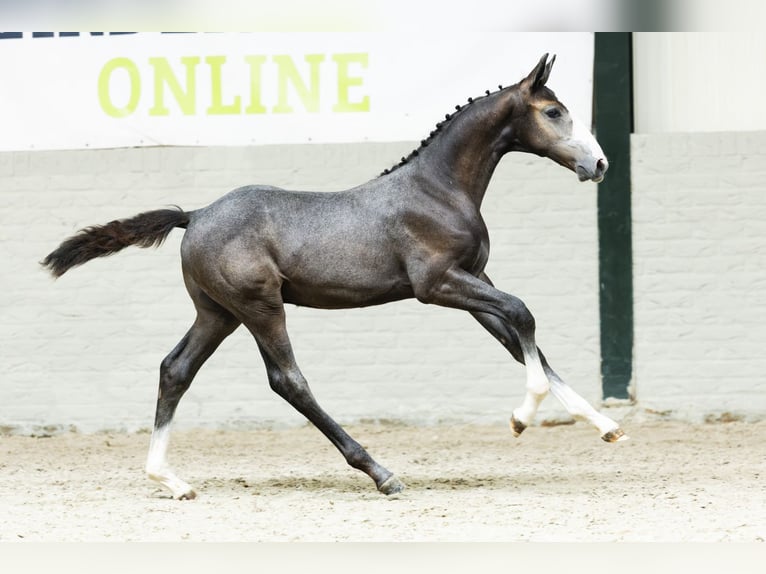 KWPN Étalon Poulain (05/2025) in Heerde