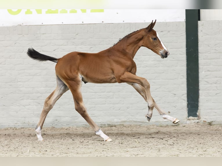 KWPN Étalon Poulain (06/2025) in Heerde