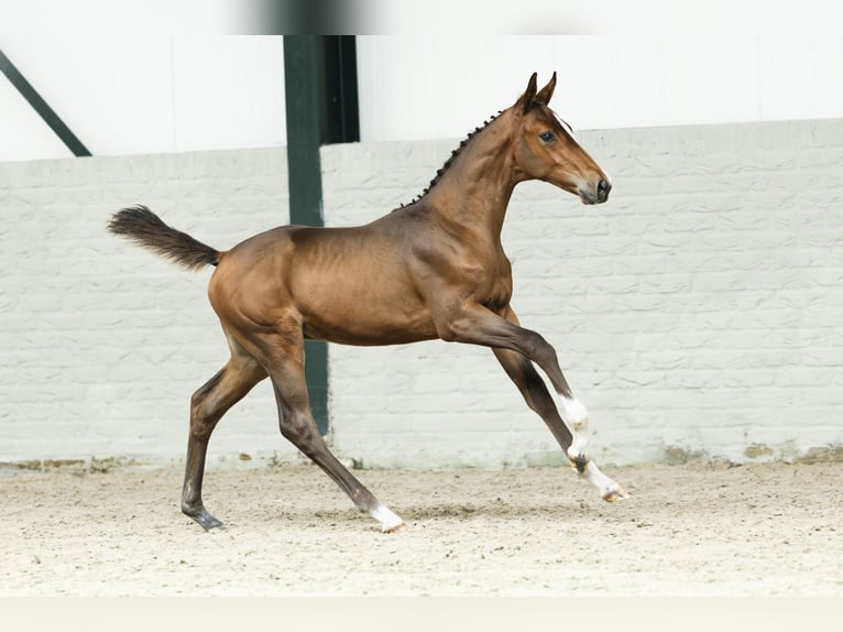 KWPN Étalon Poulain (07/2025) in Heerde
