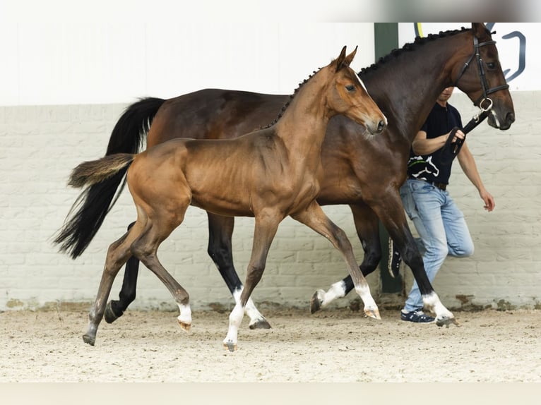 KWPN Étalon Poulain (07/2025) in Heerde
