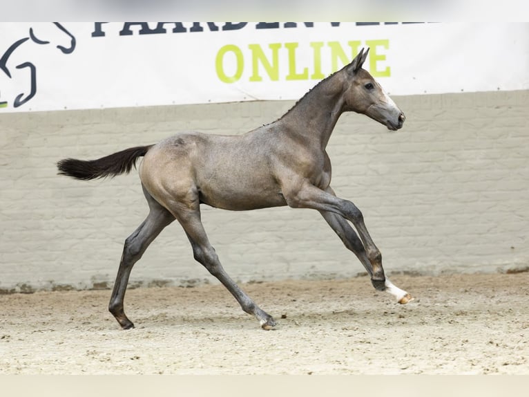 KWPN Étalon Poulain (05/2025) in Heerde