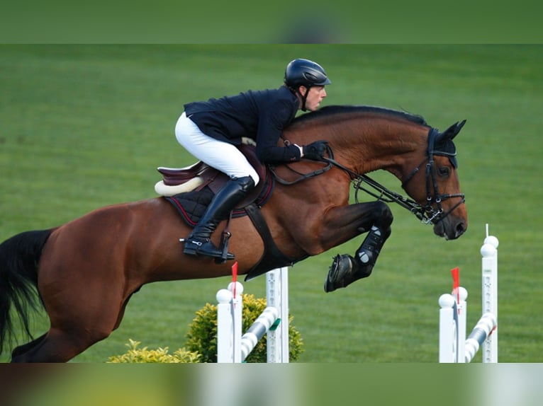 KWPN Étalon Poulain (01/2026)  in Zalasewo