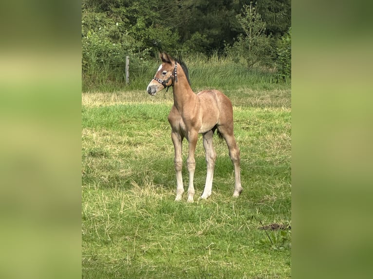 KWPN Étalon Poulain (07/2025) Gris (bai-dun) in Dwingeloo