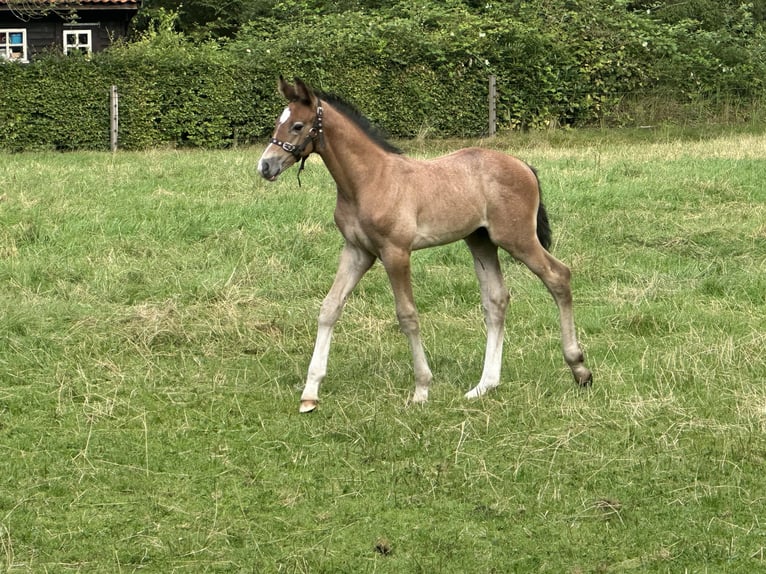 KWPN Étalon Poulain (07/2025) Gris (bai-dun) in Dwingeloo