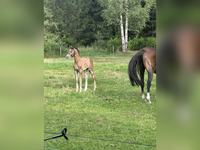 KWPN Étalon Poulain (07/2025) Gris (bai-dun) in Dwingeloo