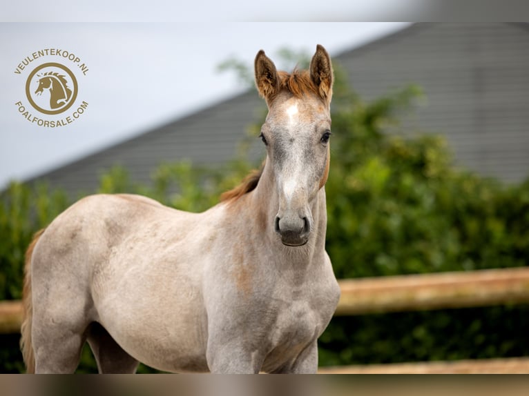 KWPN Étalon Poulain (05/2024) Gris in Nuenen