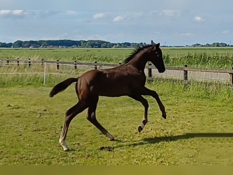 KWPN Étalon Poulain (04/2024) Noir in Oldebroek