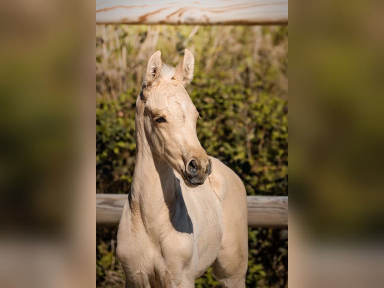 KWPN Étalon Poulain (01/2026) Palomino in Grury