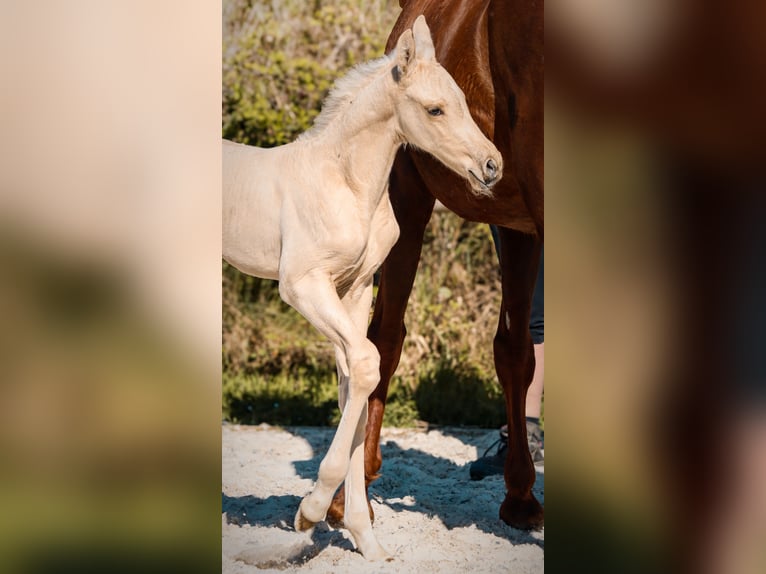 KWPN Étalon Poulain (01/2026) Palomino in Grury