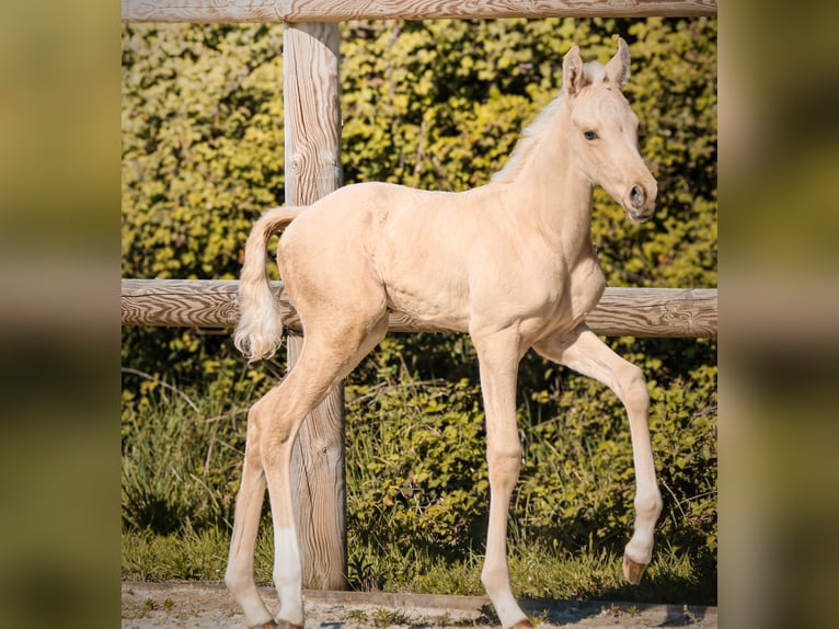 KWPN Étalon Poulain (01/2026) Palomino in Grury