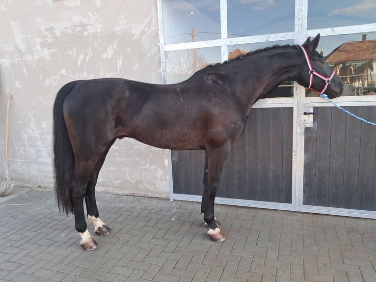 KWPN Gelding 10 years 15.2 hh Black in Golina Wielka