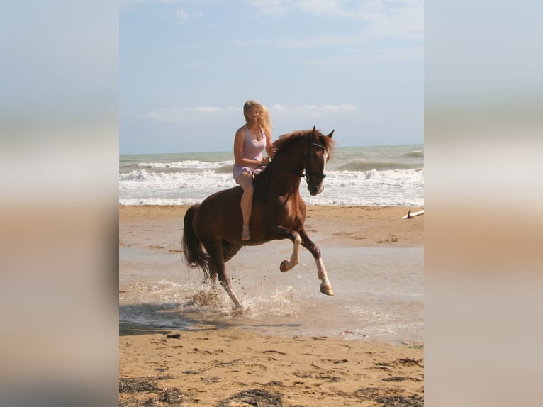 KWPN Gelding 10 years 15.2 hh Chestnut-Red in Breitenfurt bei Wien