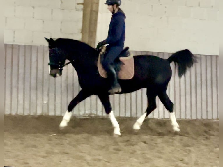 KWPN Gelding 10 years 15 hh Black in Schenklengsfeld