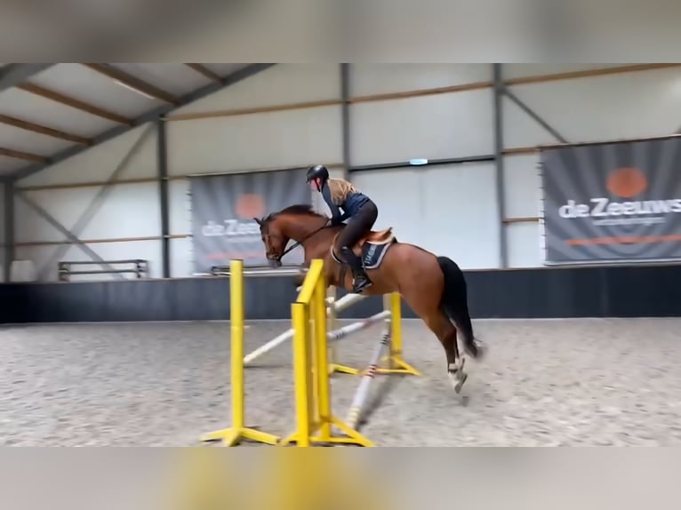 KWPN Gelding 10 years 15,2 hh Brown in Grijpskerke