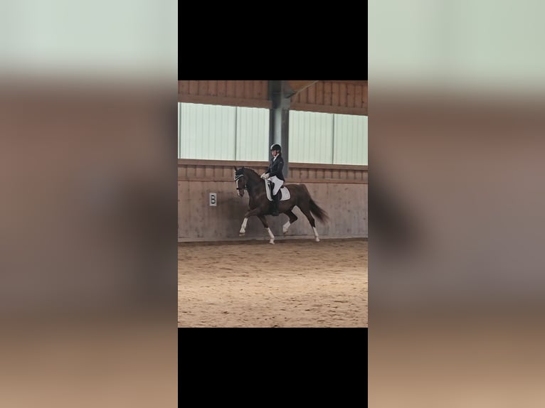 KWPN Gelding 10 years 15,2 hh Chestnut-Red in Breitenfurt bei Wien