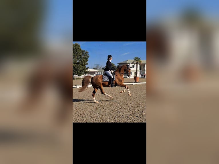 KWPN Gelding 10 years 15,2 hh Chestnut-Red in Breitenfurt bei Wien
