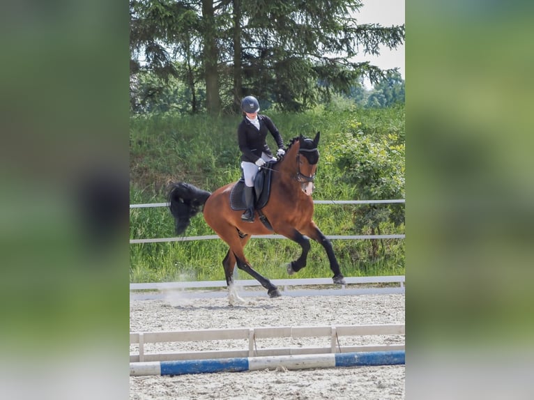 KWPN Gelding 10 years 16,1 hh Bay in Prague