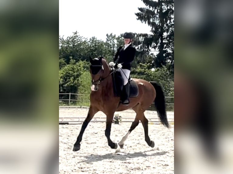 KWPN Gelding 10 years 16,1 hh Bay in Prague