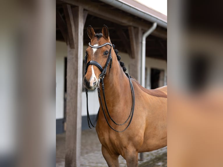KWPN Mix Gelding 10 years 16.1 hh Bay in Brugge