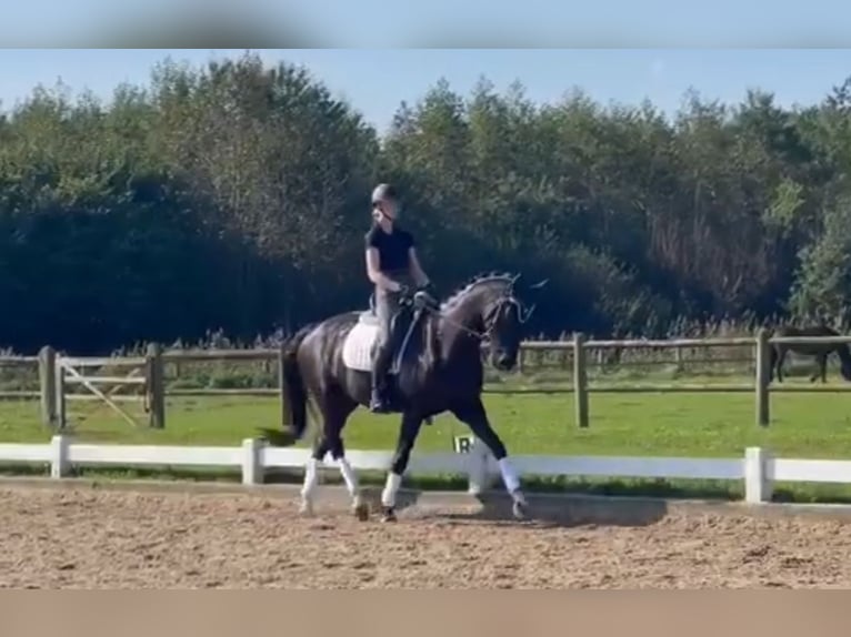 KWPN Gelding 10 years 16,1 hh Black in Zutphen