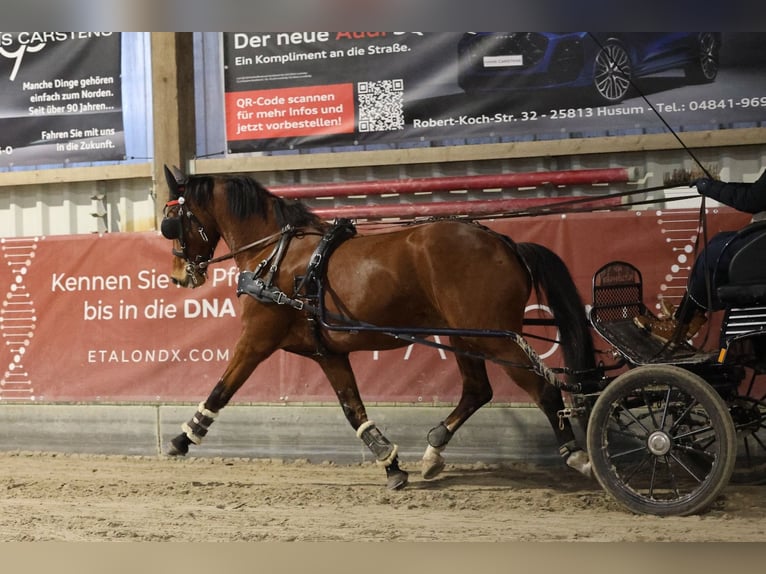 KWPN Gelding 10 years 16,1 hh Brown in Negernbötel