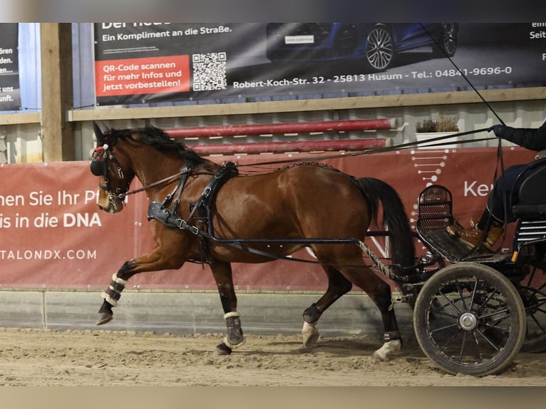 KWPN Gelding 10 years 16,1 hh Brown in Negernbötel