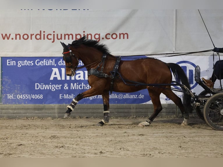 KWPN Gelding 10 years 16,1 hh Brown in Negernbötel