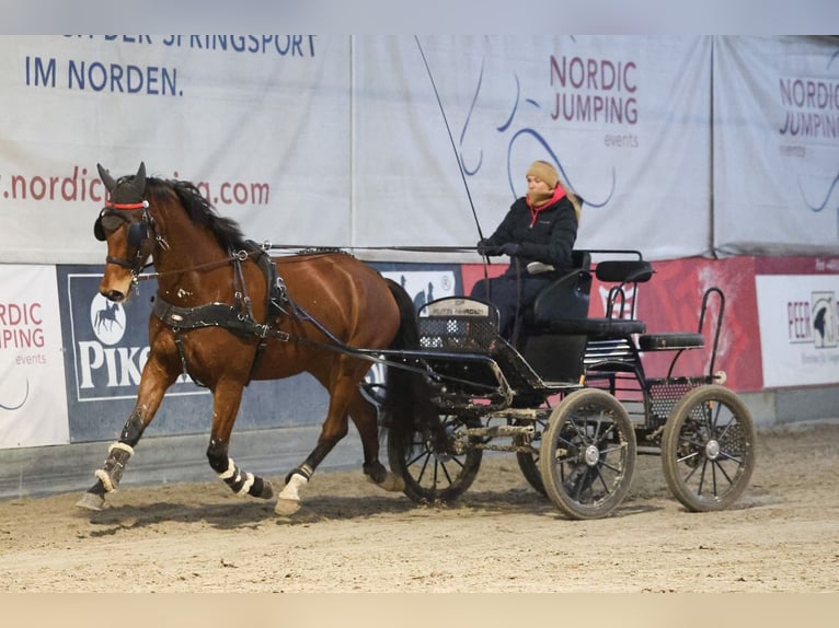 KWPN Gelding 10 years 16,1 hh Brown in Negernbötel