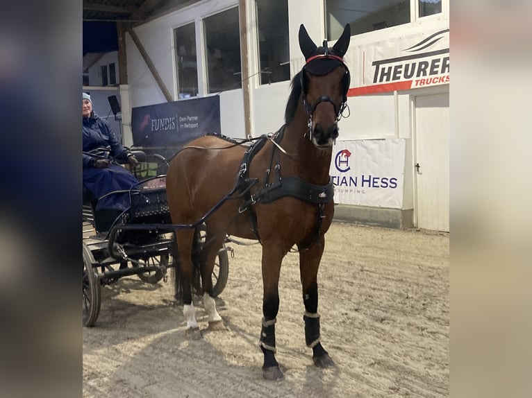 KWPN Gelding 10 years 16,1 hh Brown in Negernbötel