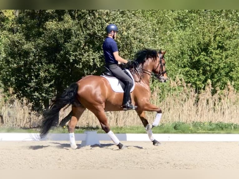 KWPN Gelding 10 years 16.1 hh Brown in Bree