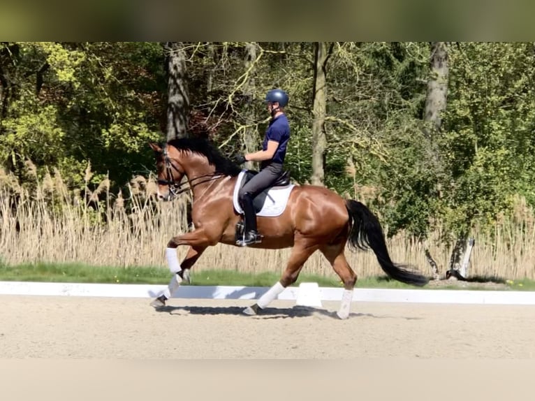 KWPN Gelding 10 years 16.1 hh Brown in Bree