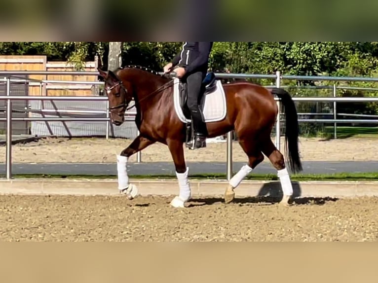 KWPN Gelding 10 years 16,1 hh Brown in Drensteinfurt