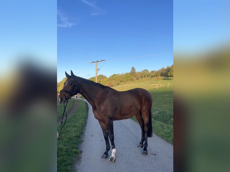 KWPN Gelding 10 years 16.1 hh Brown in Winnenden