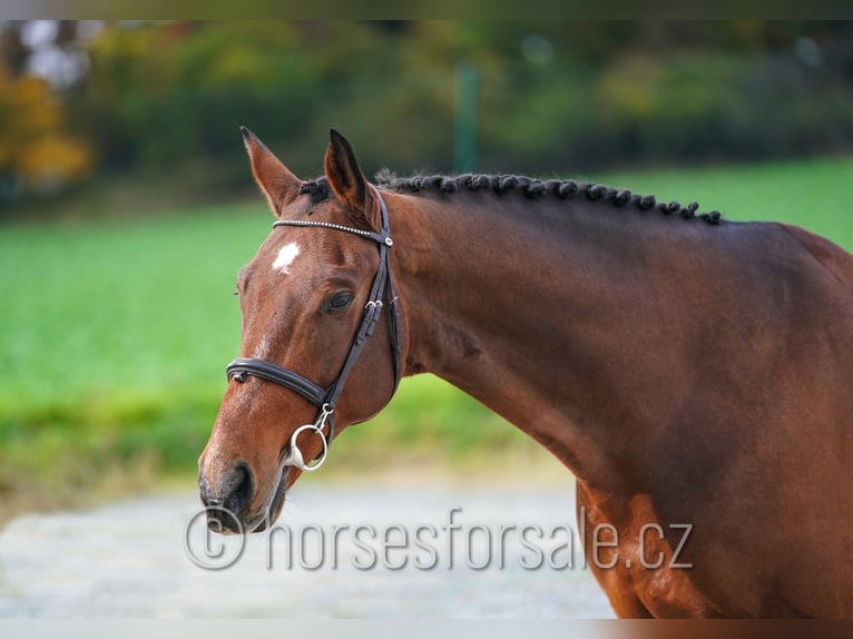 KWPN Gelding 10 years 16,1 hh Brown in S&#xFC;dlich von Prag