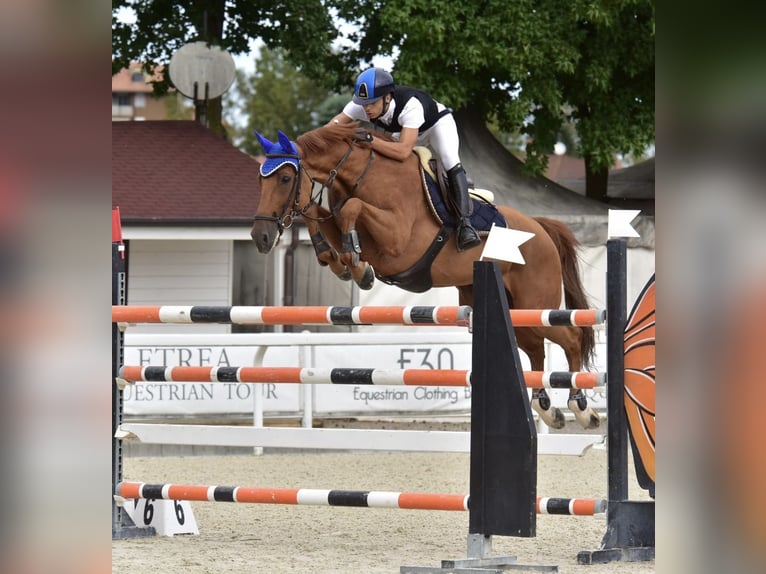 KWPN Gelding 10 years 16,1 hh Chestnut-Red in Milano