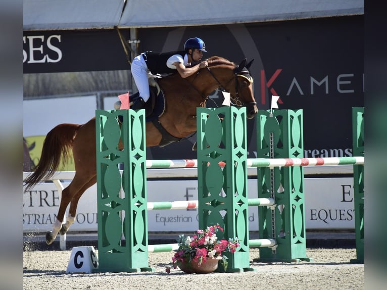 KWPN Gelding 10 years 16,1 hh Chestnut-Red in Milano