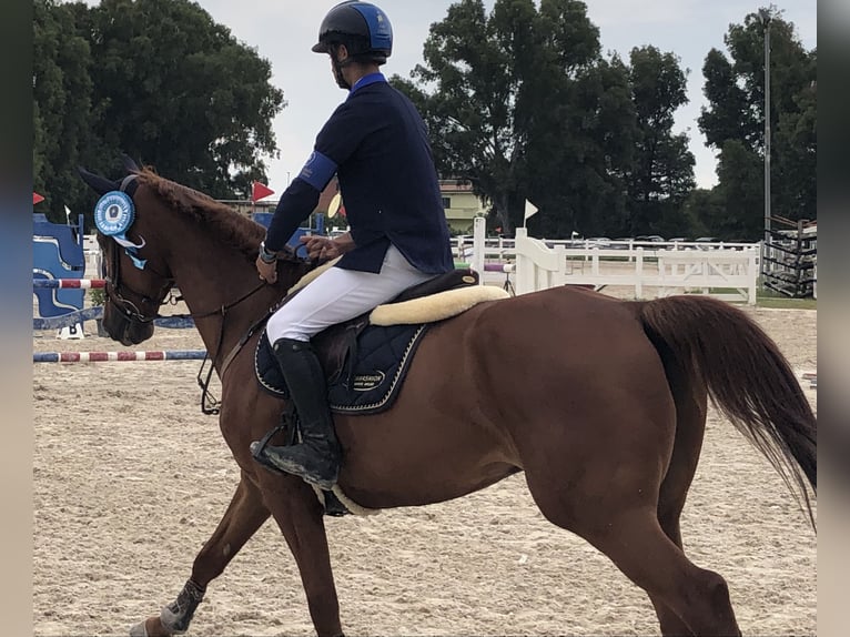 KWPN Gelding 10 years 16,1 hh Chestnut-Red in Milano